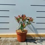 Červienka Fraserova (Photinia × fraseri) ´CARRÉ ROUGE´ - výška 20-40 cm, kont. C2L (-23°C)